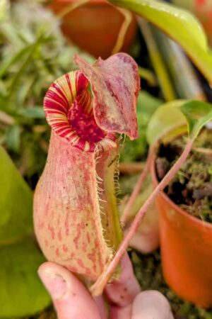 980: N. [(lowii x veitchii) x boschiana] x [(veitchii x maxima) x veitchii] x [(lowii x veitchii) x boschiana] - (21 cm)