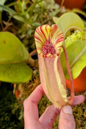 994: N. [(lowii x veitchii) x boschiana] x [(veitchii x maxima) x veitchii] x (eymae x veitchii) (A) - (16 cm)