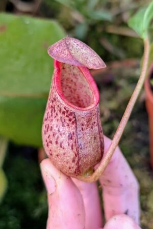 1005: N. (veitchii x boschiana) - very squat x [(lowii x veitchii) x campanulata] - (18 cm)