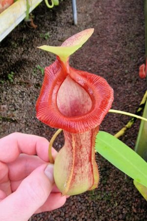 180: N. ventricosa (squat, red) x  (spathulata x lowii) (a) - EP - RC - (12 cm)
