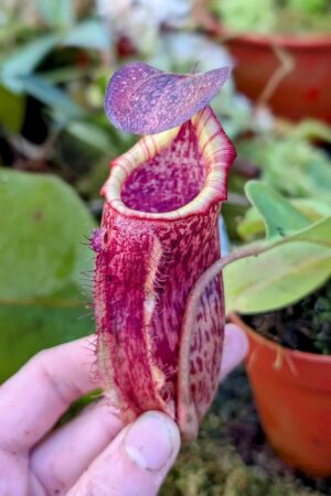 1006: N. (veitchii x boschiana) - very squat x [(lowii x veitchii) x campanulata] - (17 cm)