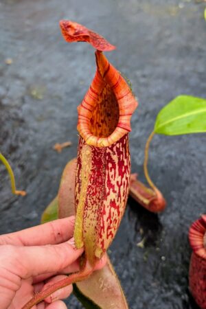 1079: N. (peltata x platychila) x veitchii (m) - EP - SG - (48 cm)