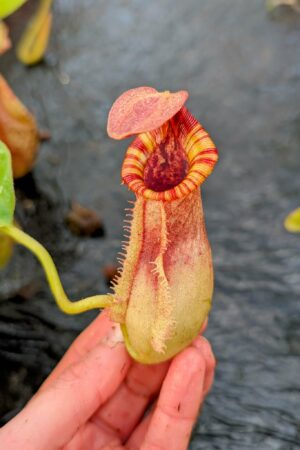 1094: N. xtrusmadiensis x [(veitchii x maxima) x veitchii] - EP - SG - (34 cm)