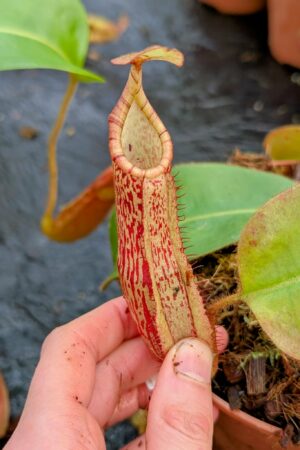 1086: N. (peltata x platychila) x veitchii (m) - EP - SG - (31 cm)
