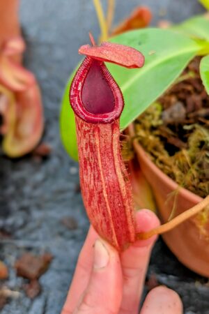 1084: N. {lowii x [truncata x (spectabilis x northiana)]} x {[(Rokko ‘Exotica’ x boschiana) x veitchii] x edwardsiana} - EP - SG - (25 cm)