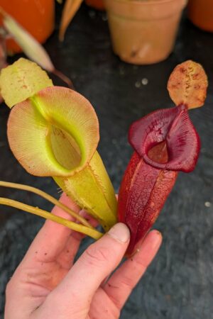 1100: N. carunculata x jacquelineae - EP - SG - (27 cm)