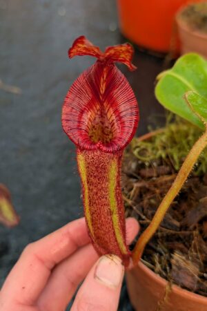 1099: N. [maxima – dark x (eymae x veitchii] x {[(lowii x veitchii) x boschiana] x (maxima x mira)} - SG - EP - (21 cm)