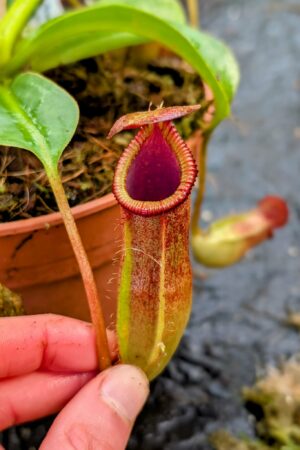 1072: N. {lowii x [truncata x (spectabilis x northiana)]} x {[(Rokko ‘Exotica’ x boschiana) x veitchii] x edwardsiana} - EP - SG - (25 cm)