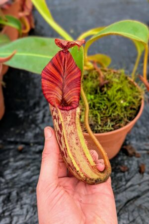 1081: N. [(Rokko ‘Exotica’ x boschiana) x veitchii] (a) x mollis - SG - (30 cm)