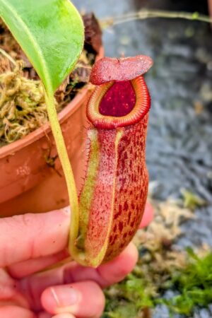 1071: N. {lowii x [truncata x (spectabilis x northiana)]} x {[(Rokko ‘Exotica’ x boschiana) x veitchii] x edwardsiana} - EP - SG - (23cm)