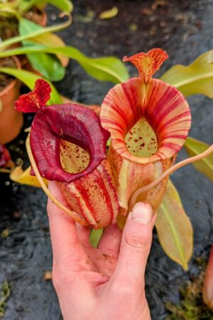 1075: N. [maxima – dark x (Rokko x veitchii] x jacquelineae - SG - (40 cm)