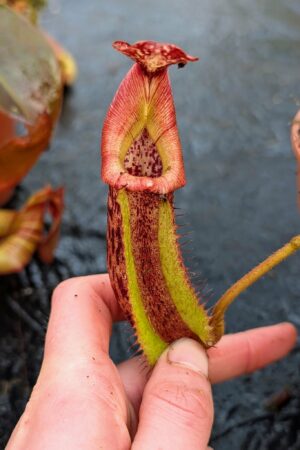 1089: N. ([Rokko ‘Exotica’ x boschiana) x veitchii] x {maxima x [(stenophylla x lowii) x (Rokko x veitchii)]}) x {[(lowii x veitchii) x boschiana)] x (maxima x mira)} - SG - (25 cm)