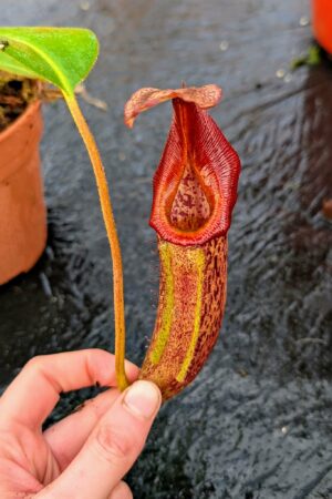 1098: N. [maxima – dark x (eymae x veitchii] x {[(lowii x veitchii) x boschiana] x (maxima x mira)} - SG - EP - (34 cm)