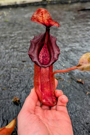 1101: N. ovata x veitchii (m) – long neck - SG - (37 cm)