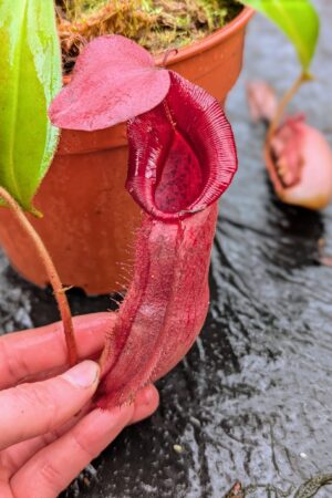 1102: N. ovata x veitchii (m) – long neck - SG - (26 cm)