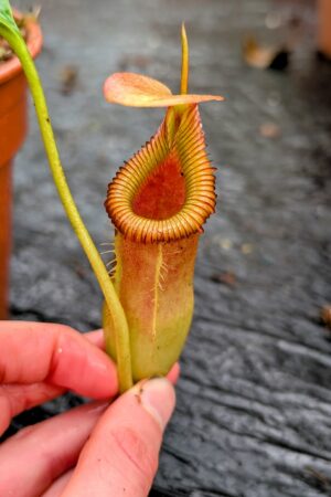 1103: N. [(ventricosa x sibuyanensis) x trusmadiensis] x edwardsiana - EP - (27 cm)