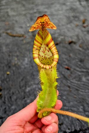 1104: N. ([Rokko ‘Exotica’ x boschiana) x veitchii] x {maxima x [(stenophylla x lowii) x (Rokko x veitchii)]}) x (chaniana x ephippiata) - EP - (27 cm)