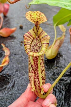 1105: N. ([Rokko ‘Exotica’ x boschiana) x veitchii] x {maxima x [(stenophylla x lowii) x (Rokko x veitchii)]}) x platychila - EP - (35 cm)