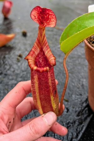 1106: N. trusmadiensis x [(veitchii x maxima) x veitchii] - EP - SG - (25 cm)