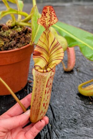 1107: N. [(Rokko ‘Exotica’ x boschiana) x veitchii] (a) x mollis - SG - (32 cm)