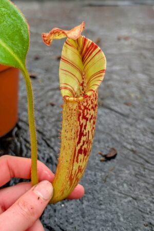 1108: N. [(Rokko ‘Exotica’ x boschiana) x veitchii] (a) x mollis - SG - (40 cm)