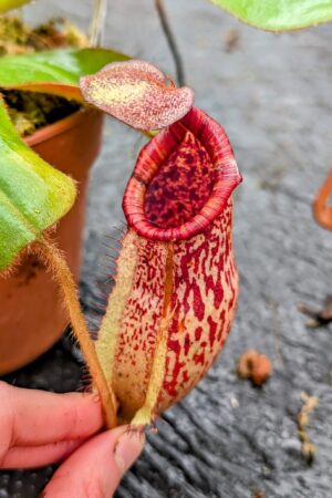 1110: N. peltata x veitchii (m) – long neck - SG - (35 cm)