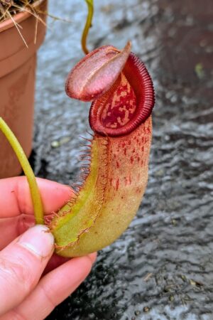 1112: N. nebularum x trusmadiensis - EP - (24 cm)