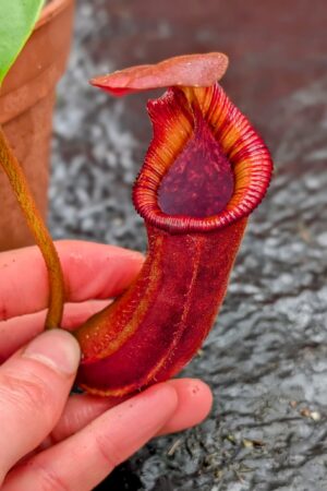 1113: N. nebularum x trusmadiensis - EP - (21 cm)