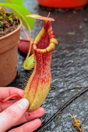 1114: N. {[(lowii x veitchii) x boschiana] x [(veitchii x maxima) x veitchii] – squat x edwardsiana} new grex - (26 cm)