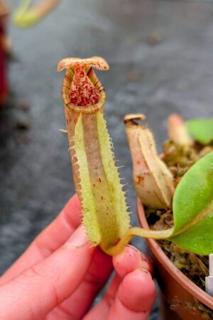 1115: N. (northiana x veitchii) – red x platychila - (16 cm)