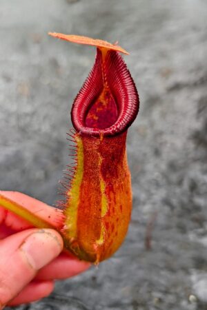 1117: N. nebularum x trusmadiensis - EP - (17 cm)