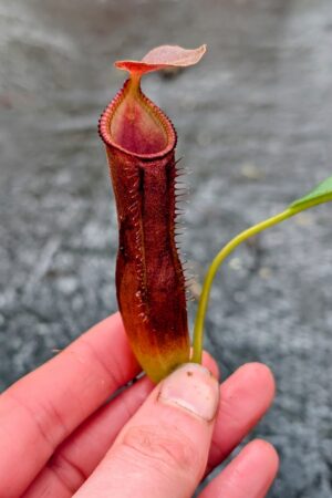 1119: N. lingulata x edwardsiana - EP - (16 cm)