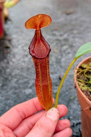 1120: N. lingulata x edwardsiana - EP - (16 cm)