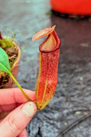 1121: N. lingulata x edwardsiana - EP - (17 cm)