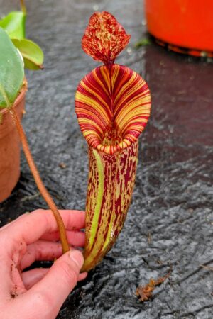 1122: N. ([Rokko ‘Exotica’ x boschiana) x veitchii] x {maxima x [(stenophylla x lowii) x (Rokko x veitchii)]}) x mollis - EP - (27 cm)