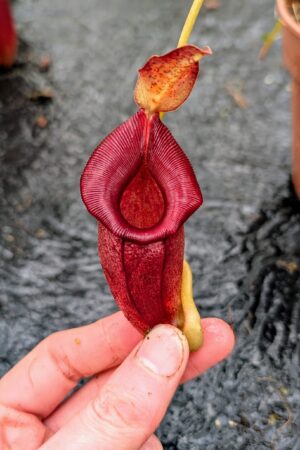 1123: N. carunculata x jacquelineae - EP - SG - (23 cm)