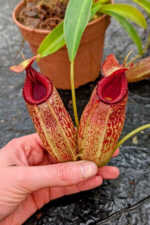 1124: N. aristolochioides x edwardsiana - EP - (33 cm)