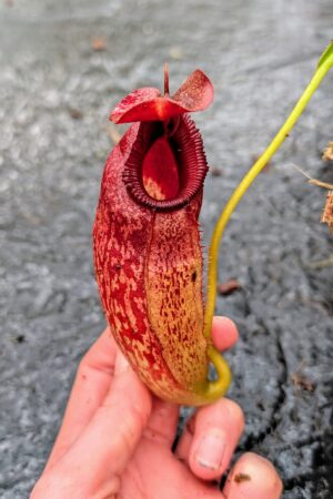 1125: N. aristolochioides x edwardsiana - EP - (36 cm)