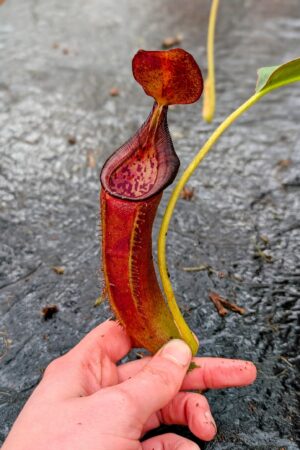 1126: N. lingulata x lowii - EP - (28 cm)