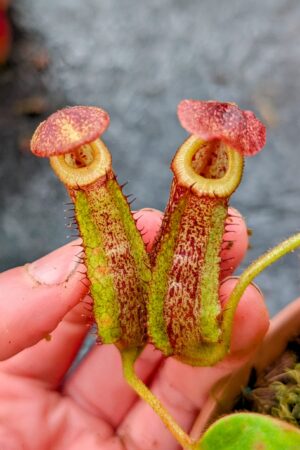 1129: N. [maxima – dark x (eymae x veitchii] x {[(lowii x veitchii) x boschiana] x (maxima x mira)} - SG - EP - (13 cm)