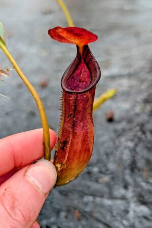 1130: N. lingulata x lowii - EP - (20 cm)