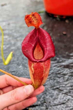 1131: N. carunculata x jacquelineae - EP - SG - (32 cm)