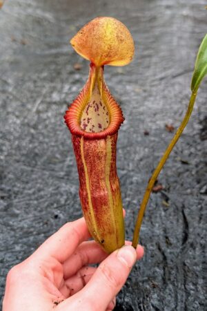 1133: N. izumeae x edwardsiana  - EP - (46 cm) - (Only 1!)