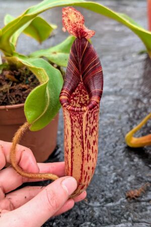 1135: N. ([Rokko ‘Exotica’ x boschiana) x veitchii] x {maxima x [(stenophylla x lowii) x (Rokko x veitchii)]}) x mollis - EP - (34 cm)