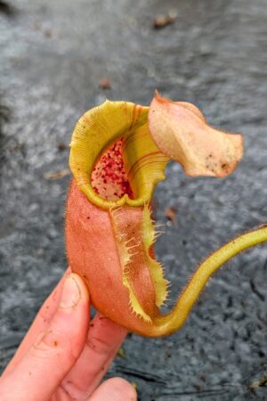 1137: N. veitchii (m) - pink, squat, striped peristome x (kxm) - EP - (23 cm)