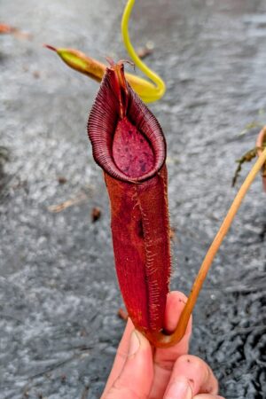 1138: N. lingulata x lowii - EP - (31 cm)