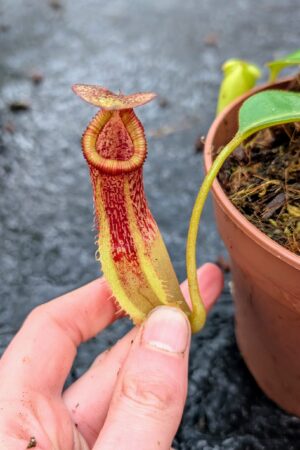 1139: N. platychila x edwardsiana - (13 cm)