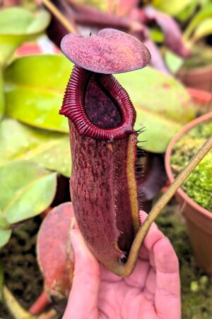 1071: N. {lowii x [truncata x (spectabilis x northiana)]} x {[(Rokko ‘Exotica’ x boschiana) x veitchii] x edwardsiana} - EP - SG - 21 cm