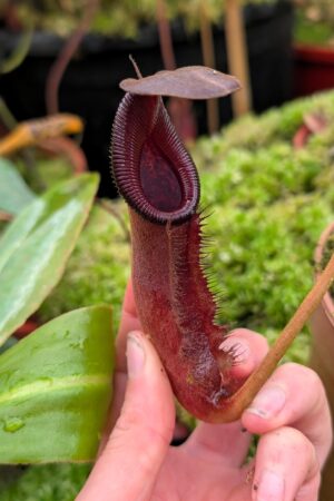 1117: N. nebularum x trusmadiensis - EP - 18 cm