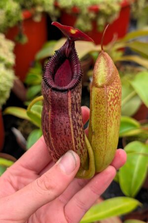 1124: N. aristolochioides x edwardsiana - EP - 24 cm